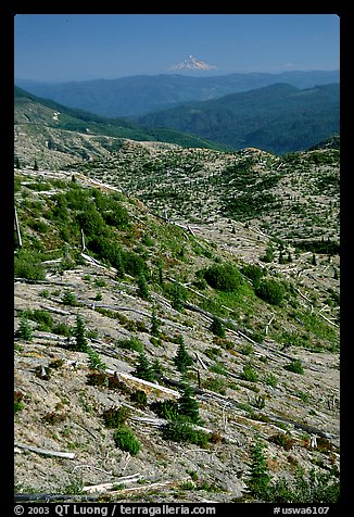 Slopes covered with trees downed by the eruption, Mt Hood in the distance. Mount St Helens National Volcanic Monument, Washington (color)