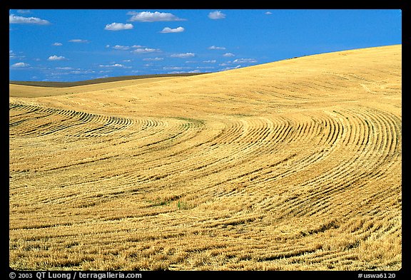 Yellow field with curved plowing patterns, The Palouse. Washington (color)