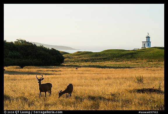 Deer, meadow and Cattle Point Lighthouse at sunrise, San Juan Island. Washington