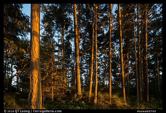 Pine trees near Iceberg Point at sunset, Lopez Island. Washington (color)