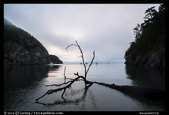 Fallen tree and Watmough Bay, Lopez Island. Washington