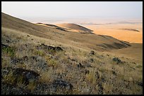 Rocks and grasses on hills and plain, Saddle Mountain Unit, Hanford Reach National Monument. Washington ( color)