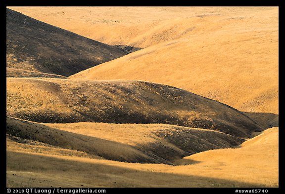 Grassy hills, Saddle Mountain Unit, Hanford Reach National Monument. Washington (color)