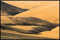 Grassy hills, Saddle Mountain Unit, Hanford Reach National Monument. Washington ( color)