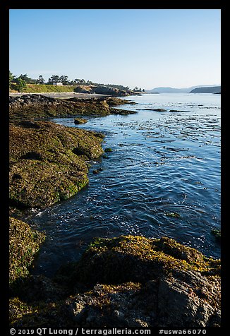 Coastline, strait with kelp, Cattle Point NRCA, San Juan Islands National Monument. Washington (color)