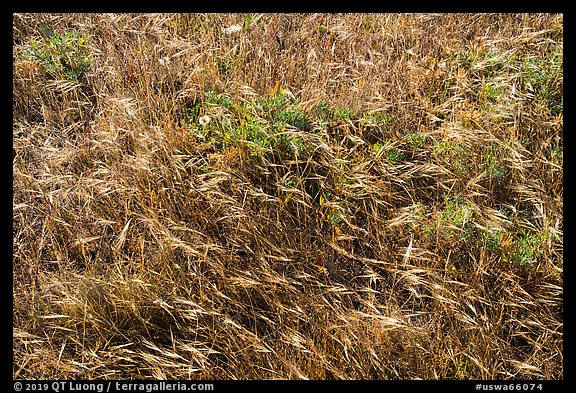 Close-up of summer grasses, Cattle Point, San Juan Islands National Monument, San Juan Island. Washington
