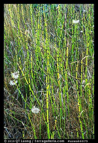 Close-up of grasses and flowers, Cattle Point NRCA, San Juan Islands National Monument, San Juan Island. Washington