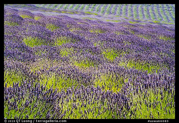 Pelindaba Lavender Farm, San Juan Island. Washington