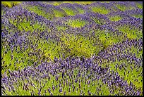 Lavender flowers, San Juan Island. Washington ( color)