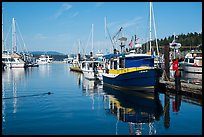 Friday Harbor marina with harbor seal, San Juan Island. Washington ( color)