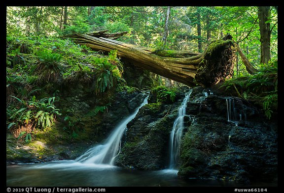 Waterfall and fallen tree, Cascade Creek, Moran State Park. Washington (color)