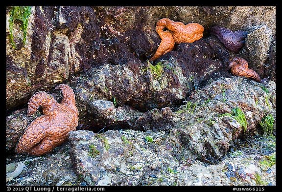 Seastars in rock crevice at low tide, Indian Island, San Juan Islands National Monument, Orcas Island. Washington (color)