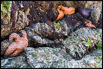 Seastars in rock crevice at low tide, Indian Island, San Juan Islands National Monument, Orcas Island. Washington ( color)