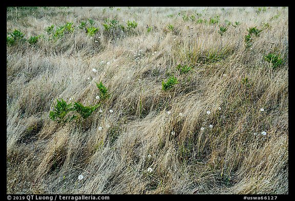 Close up of grasses and dandelions, San Juan Islands National Monument, Lopez Island. Washington