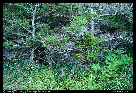 Ferns and conifers, San Juan Islands National Monument, Lopez Island. Washington (color)