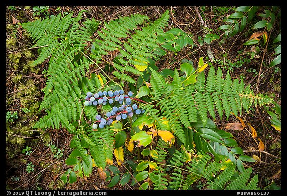 Close-up of ferns and berries, San Juan Islands National Monument, Lopez Island. Washington