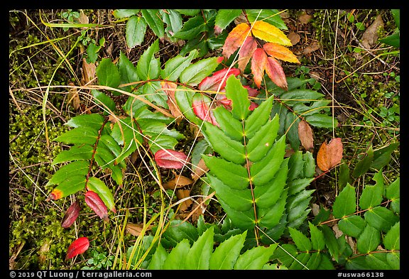 Close-up of leaves on forest floor, San Juan Islands National Monument, Lopez Island. Washington (color)