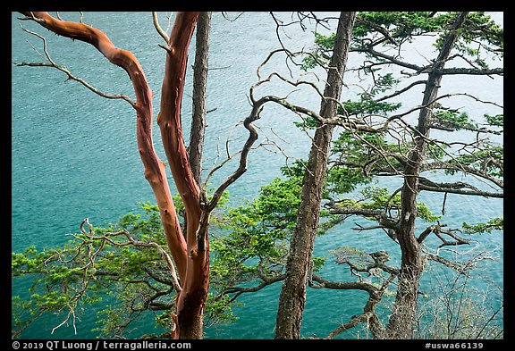 Madrone and pine trees, Watmough Bay, San Juan Islands National Monument, Lopez Island. Washington
