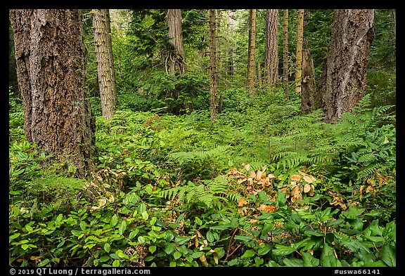 Ferns and forest, San Juan Islands National Monument, Lopez Island. Washington