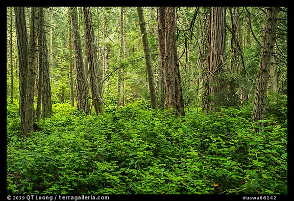 Forest near Point Coville, San Juan Islands National Monument, Lopez Island. Washington (color)