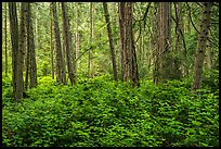 Forest near Point Coville, San Juan Islands National Monument, Lopez Island. Washington ( color)