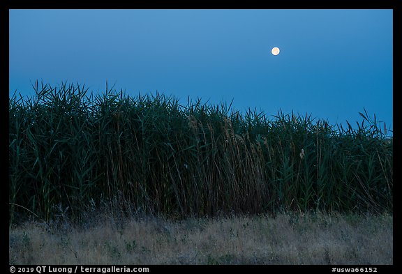 Tall reeds and moon, Hanford Reach National Monument. Washington