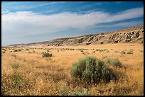 Grasses and cliffs in summer, Ringold Unit, Hanford Reach National Monument. Washington ( color)