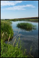 Aquatic grasses on the banks of Columbia River, Ringold Unit, Hanford Reach National Monument. Washington ( color)