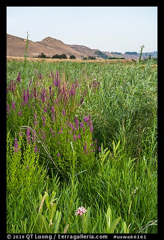 Wildflowers, Ringold Unit, Hanford Reach National Monument. Washington (color)