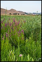 Wildflowers, Ringold Unit, Hanford Reach National Monument. Washington ( color)