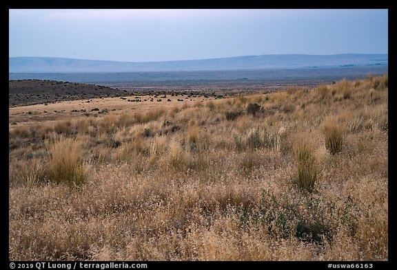 Sub-steppe grasses and distant Saddle Mountain, Hanford Reach National Monument. Washington