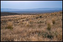 Sub-steppe grasses and distant Saddle Mountain, Hanford Reach National Monument. Washington ( color)