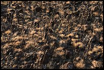 Close up of grasses and volcanic rocks, Hanford Reach National Monument. Washington ( color)