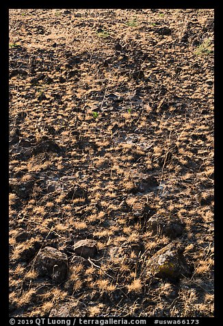 Grasses and volcanic rocks, Hanford Reach National Monument. Washington (color)