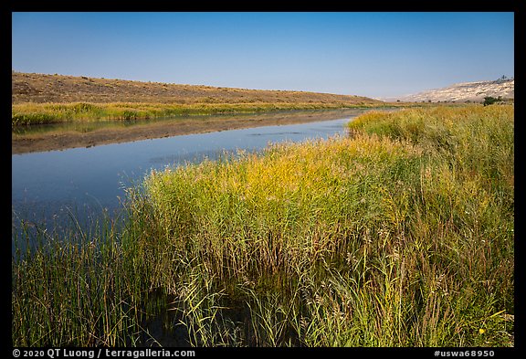 Grasses, Columbia River secondary channel, Savage Island, Hanford Reach National Monument. Washington