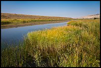 Grasses, Columbia River secondary channel, Savage Island, Hanford Reach National Monument. Washington ( color)
