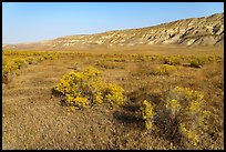 Rabittbrush and bluffs in autumn, Hanford Reach National Monument. Washington ( color)