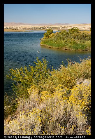 Columbia River at White Bluffs Landing with pelican, Hanford Reach National Monument. Washington (color)