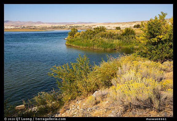 Rabbitbrush in bloom on shore of Columbia River, Hanford Reach National Monument. Washington (color)