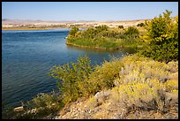 Rabbitbrush in bloom on shore of Columbia River, Hanford Reach National Monument. Washington ( color)