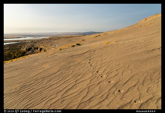 Animal track on sand dunes, Hanford Reach National Monument. Washington