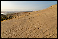 Animal track on sand dunes, Hanford Reach National Monument. Washington ( color)