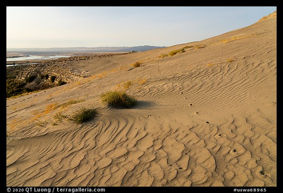 Ripples and wildlife track on sand dunes, Hanford Reach National Monument. Washington (color)