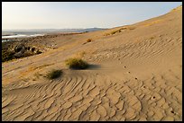 Ripples and wildlife track on sand dunes, Hanford Reach National Monument. Washington ( color)