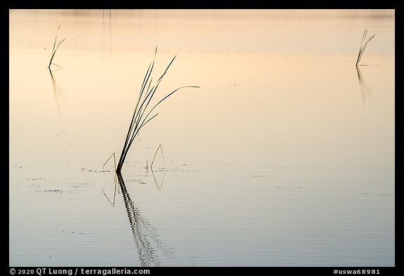 Isolated reeds at sunrise, Wahluke Ponds, Hanford Reach National Monument. Washington