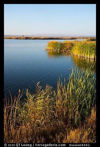 Cattails and Wahluke Ponds, early morning, Hanford Reach National Monument. Washington
