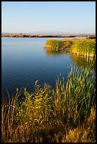 Cattails and Wahluke Ponds, early morning, Hanford Reach National Monument. Washington ( color)