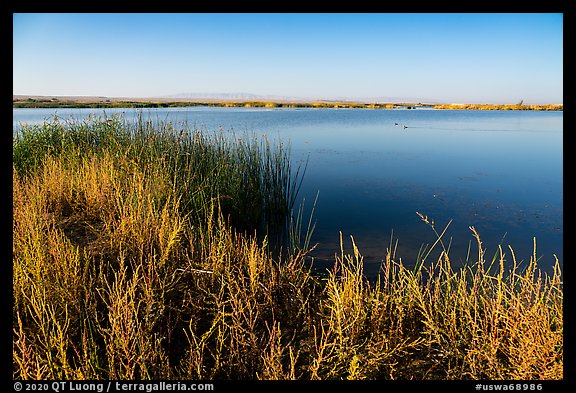 Wahluke Ponds with wading birds, Hanford Reach National Monument. Washington