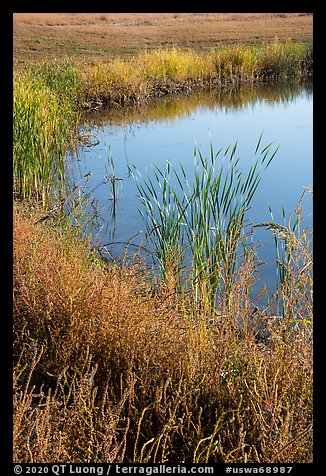 Shore detail with reeds, Wahluke Ponds, Hanford Reach National Monument. Washington