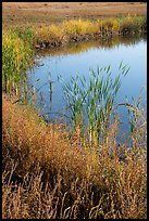 Shore detail with reeds, Wahluke Ponds, Hanford Reach National Monument. Washington ( color)